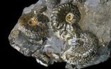 Displayable Hoploscaphites () Cluster - South Dakota #34168-1